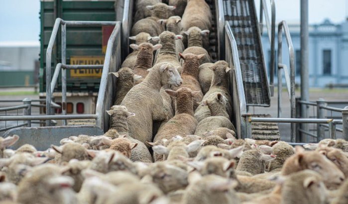 Schapen, runderen en geiten uit Australië naar Marokko