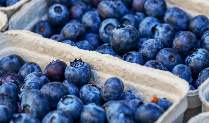 Marokko boekt record met export van blauwe bessen