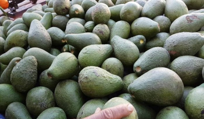 Marokko overspoelt Europa met avocado's