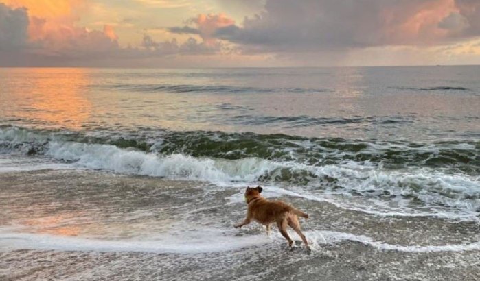 Tiener verdrinkt in poging om hond te redden in Tanger