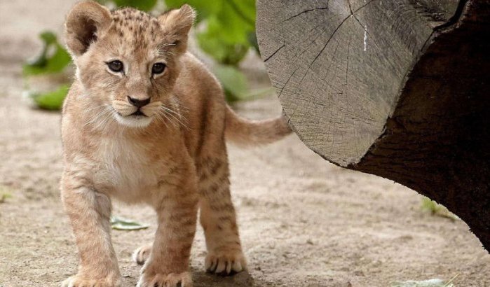 Zeldzame Atlasleeuw geboren in dierentuin Rabat