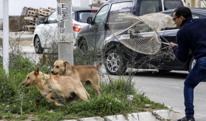 WK 2030: Marokko onder vuur door slachting honden