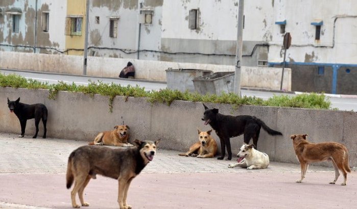 Tanger mobiliseert miljoenen voor bescherming zwerfhonden