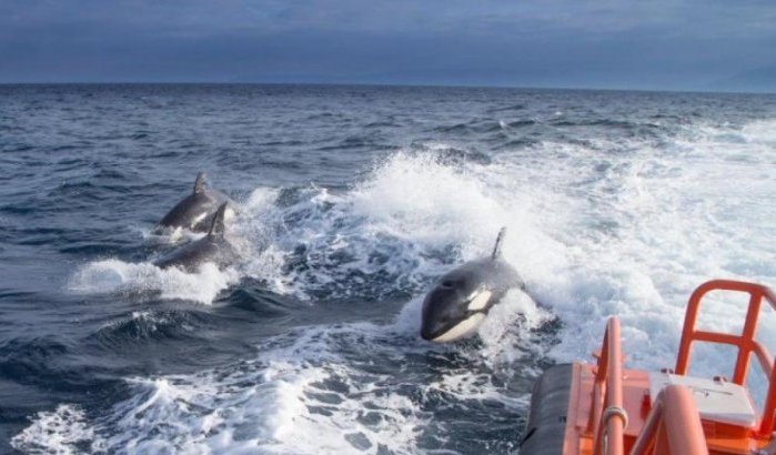 Orka-aanvallen in Noord-Marokko? Experten antwoorden