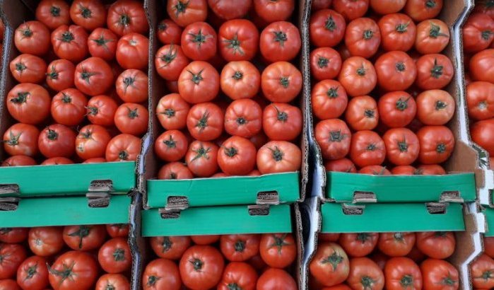 Tomatenprijzen in Marokko opnieuw gestegen