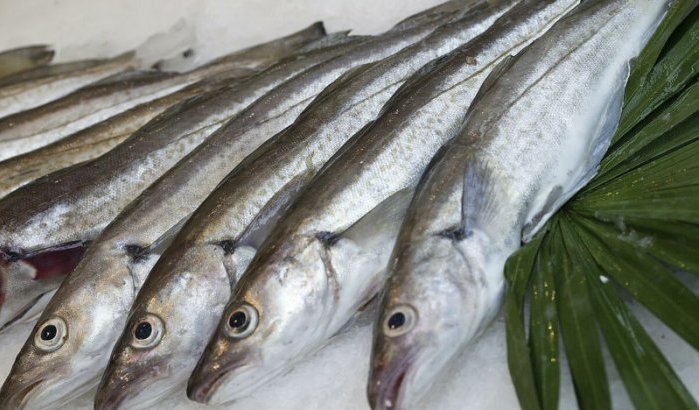 Spanje haalt Marokkaanse vis uit de handel