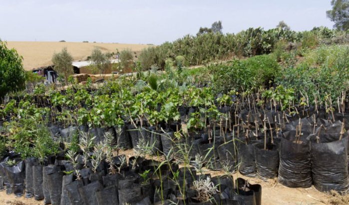 Organisatie plant miljoen bomen in Nador