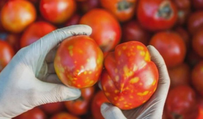 Rusland ontdekt gevaarlijke virus in Marokkaanse tomaten