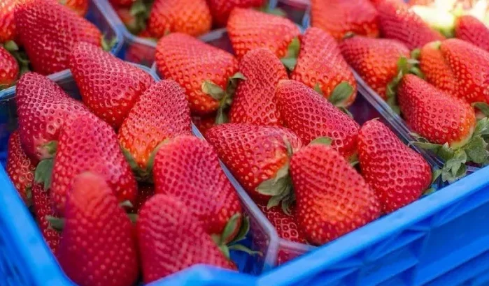 Supermarktketen verbant Marokkaanse aardbeien