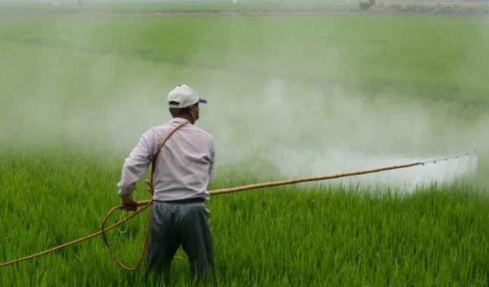 Verenigd Koninkrijk dumpt verboden pesticiden in Marokko