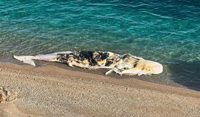 Gigantische walvis spoelt aan op strand Driouch