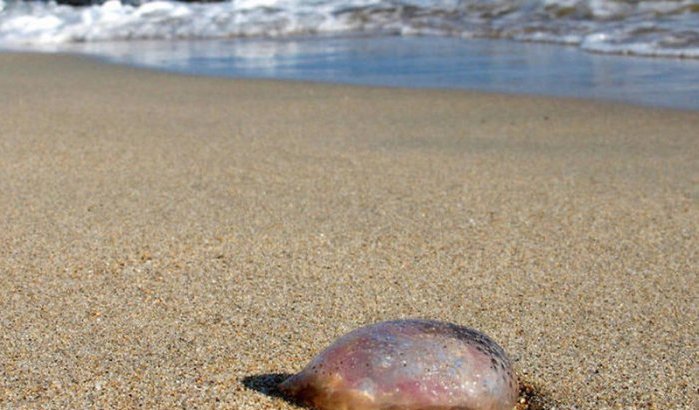 Asilah : stranden leeg en economische activiteit stil