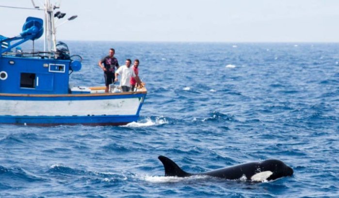 Orka's vallen opnieuw Marokkaanse vissersboot aan