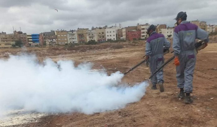 Casablanca verklaart oorlog tegen muggen