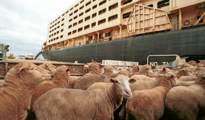 Australië ruziet over export van levende schapen naar Marokko