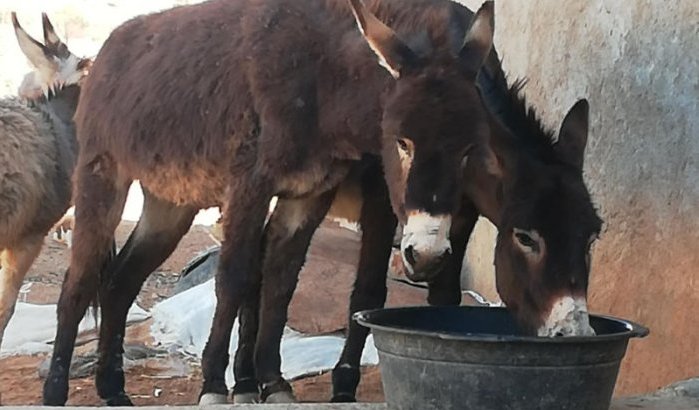 Monden ezels vastgebonden met ijzerdraad in Sidi Ifni