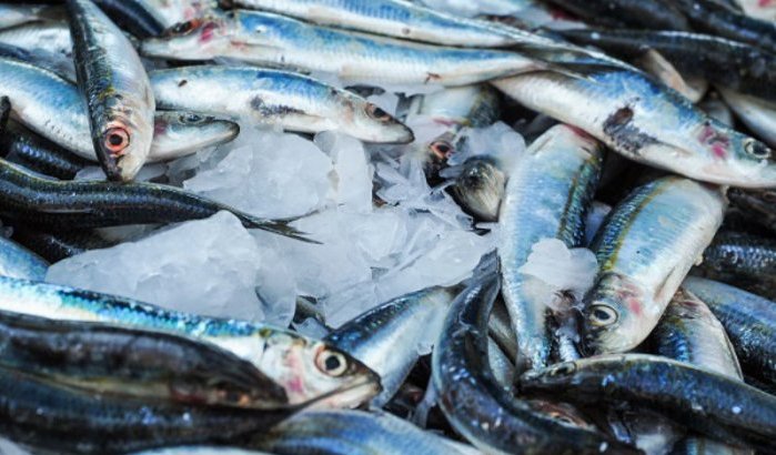 Rusland blokkeert import Marokkaanse sardines