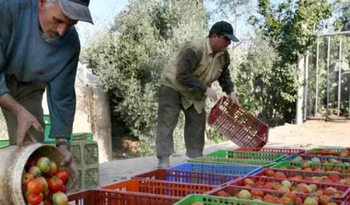 Groenten en fruit: Marokko blijft belangrijkste EU-leverancier