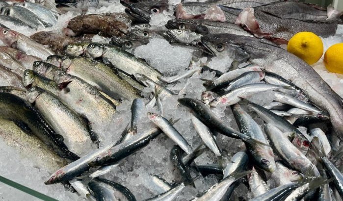 Al Hoceima: "vis van de armen" nu luxeproduct