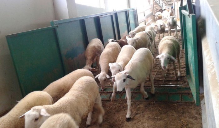 Eid ul-Adha: Marokkanen dol op Spaanse schapen