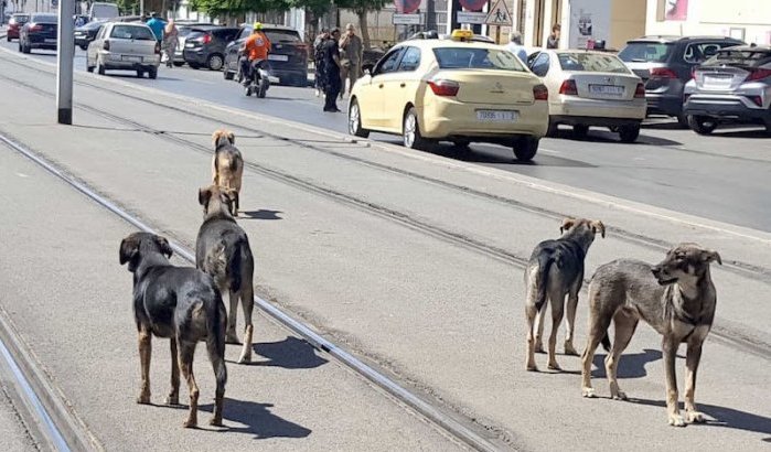 Geen zwerfhonden op WK: Marokko ruimt straten op