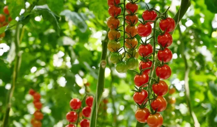 Den Berk Délice: waarom de Belgische tomatenproducent naar Marokko verhuist