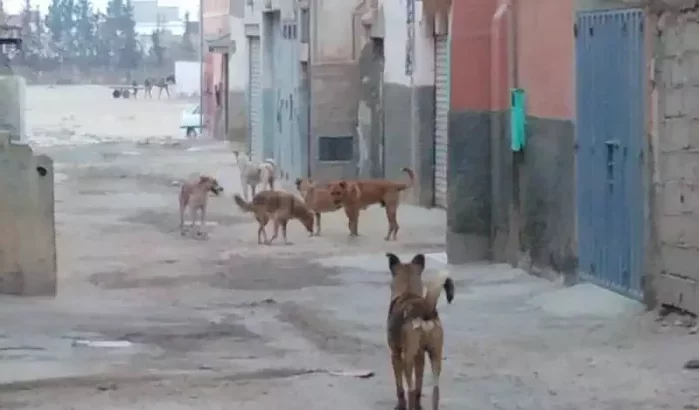 Kinderen overleden na aanval door hond met rabiës in Marokko