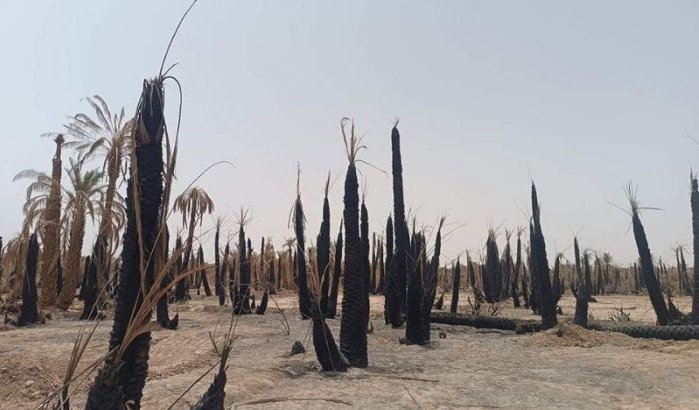 Marokko: grootste oases van Afrika droogt op