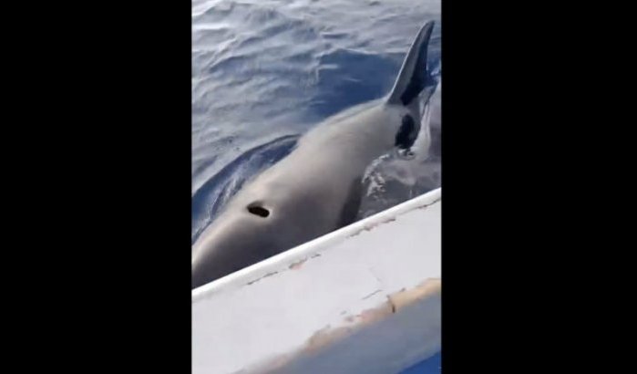 Marokkaanse vissers aangevallen door orka's bij Tanger (video)