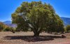 Groene revolutie: Marokko plant 10.000 hectare arganbomen