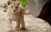 Zeldzame Atlasleeuw geboren in dierentuin Rabat