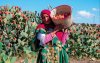 Ook cactusvijgen zijn luxeproduct geworden in Marokko