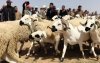 Eid ul-Adha in Marokko: 12,5% doet niet mee