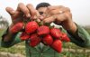 Marokkaanse aardbeienexport sterk gedaald na virus-waarschuwingen