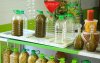 Prijs olijfolie in Marokko naar recordhoogte