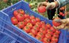 Europa wil actie tegen "invasie" Marokkaanse tomaten