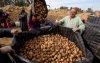 Marokko gaat Amerikaanse aardappelen laten groeien