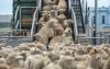 Schapen, runderen en geiten uit Australië naar Marokko