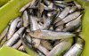 Marokko kampt met onverwachte sardinenmigratie