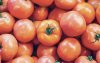 Marokko legt sancties op aan Egyptische tomaten
