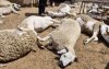 Mysterie rond dode schapen in Berrechid opgelost