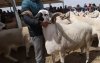 Marokko: vlees per kilo om schaap van Eid ul-Adha te vervangen