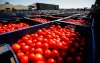 Rusland weigert 40 ton Marokkaanse tomaten door virus