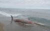 Kolossale walvis aangespoeld op strand van Al Hoceima