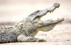 Zeldzame krokodillensoort na 60 jaar terug in Marokko