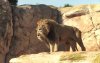 Conflict houdt dierentuin Casablanca dicht