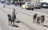 Geen zwerfhonden op WK: Marokko ruimt straten op