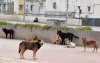 Tanger mobiliseert miljoenen voor bescherming zwerfhonden