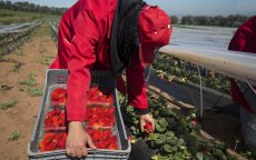 Marokko verovert Japanse aardbeienmarkt