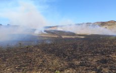 Brand in Tanger: 10 hectare bos verwoest (video)